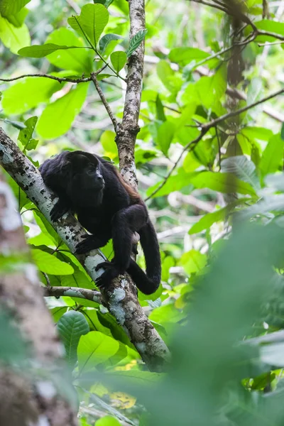 Bőgőmajom az esőben erdő. Panama — Stock Fotó