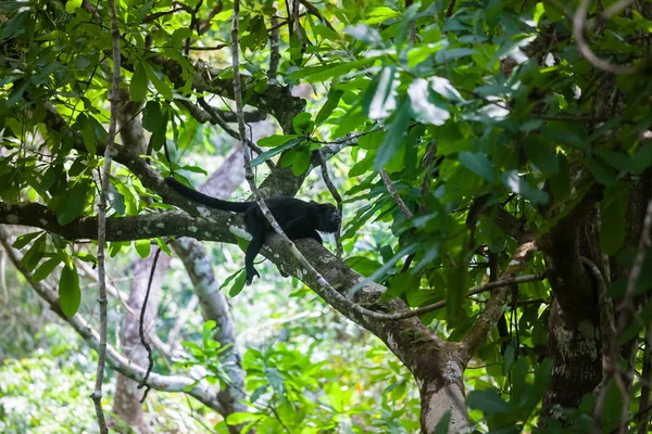 Ревун мавпи в тропічних лісів. Панама — стокове фото
