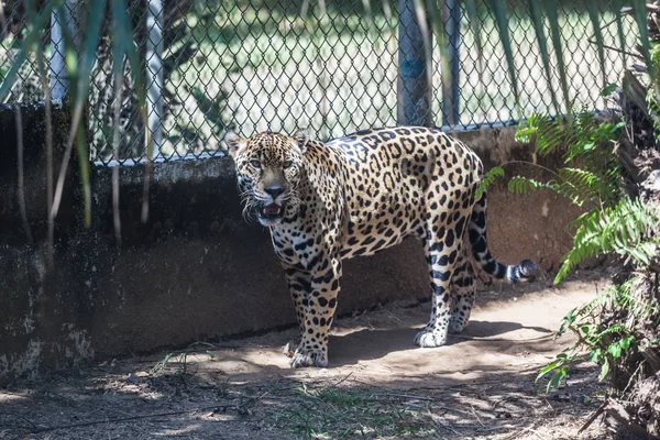 Jaguar Zirvesi Park, Panama