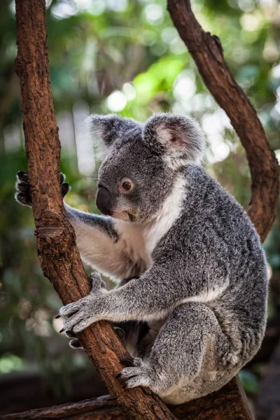 Коала на дереве (Кэрнс, Австралия) ) — стоковое фото