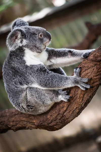 Koala σχετικά με το δέντρο (Κερνς, Αυστραλία) — Φωτογραφία Αρχείου