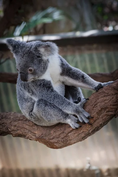 Коала на дереве (Кэрнс, Австралия) ) — стоковое фото