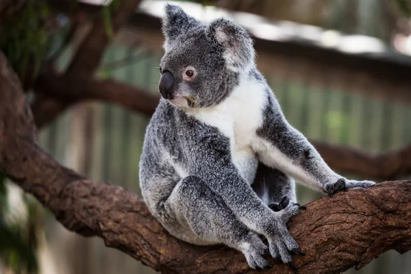 Koala ağacındaki (Cairns, Avustralya)