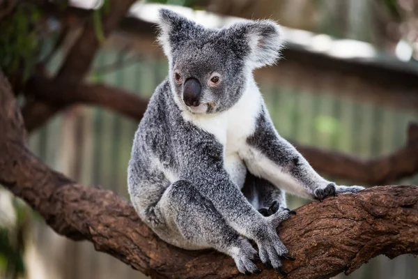 Koala ağacındaki (Cairns, Avustralya)