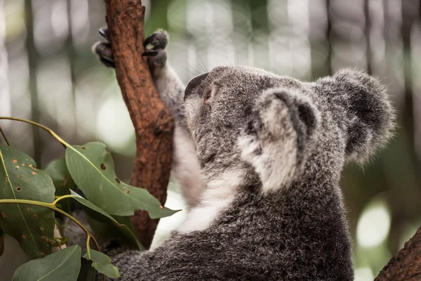 Koala na drzewie (Cairns, Australia) — Zdjęcie stockowe