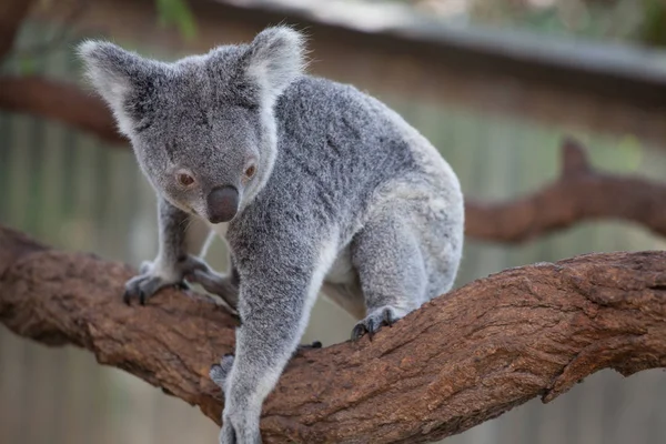 Koala ağacındaki (Cairns, Avustralya)