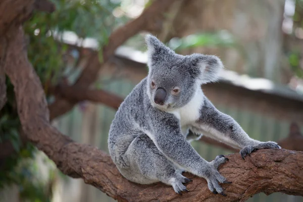 Koala ağacındaki (Cairns, Avustralya)