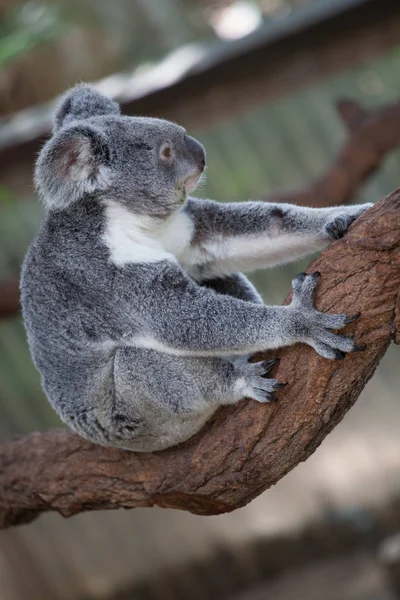 Koala ağacındaki (Cairns, Avustralya)