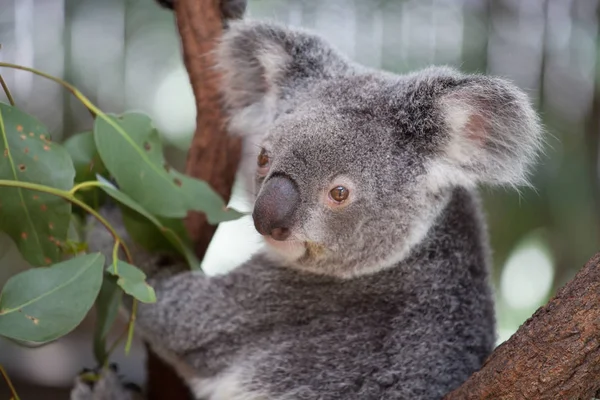 Koala ağacındaki (Cairns, Avustralya)