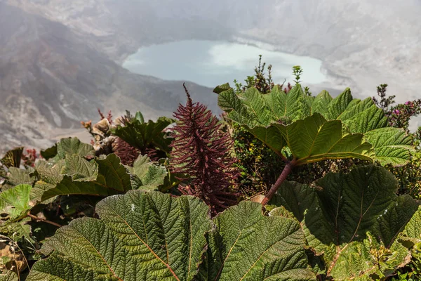 Poas vulkan nationalpark, costa rica — Stockfoto