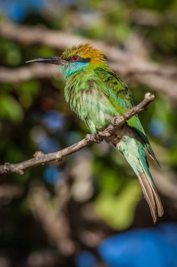 Yeşil arı kuşugiller Yala Milli Parkı, Sri Lanka
