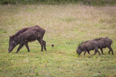 Pekars Yala Milli Park, Sri Lanka