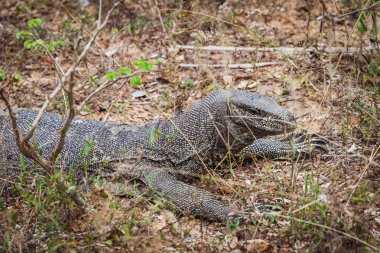Asya su monitör Yala Milli Park, Sri Lanka