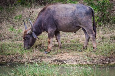 Bubalus Yala Milli Parkı, Sri Lanka