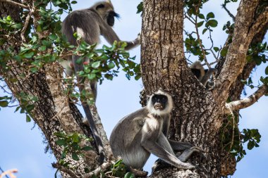 maymun yala Milli Park, sri lanka