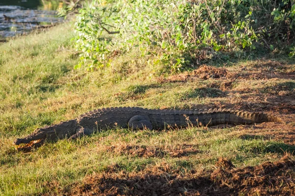 Krokodýl v národním parku Jala, Srí lanka — Stock fotografie