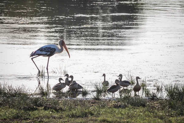 Ciconia Yala Milli Parkı, Sri Lanka