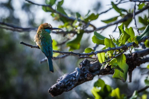 Yeşil arı kuşugiller Yala Milli Parkı, Sri Lanka