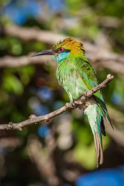 Green Bee-eater en el Parque Nacional de Yala, Sri Lanka — Foto de Stock