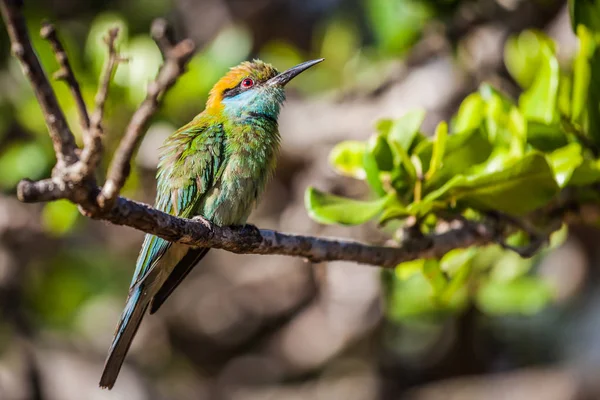 Green Bee-eater en el Parque Nacional de Yala, Sri Lanka — Foto de Stock