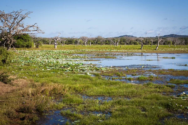 Göl Yala Milli Parkı, Sri Lanka — Stok fotoğraf