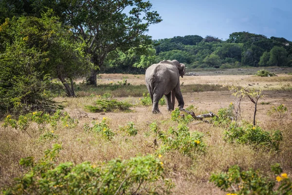 Yala Ulusal Parkı 'ndaki fil, Sri Lanka
