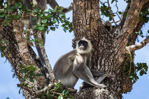 maymun yala Milli Park, sri lanka