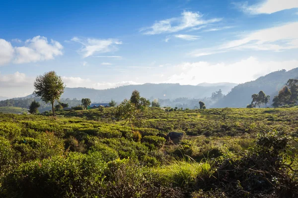 Sri Lanka 'daki çay çiftliği.