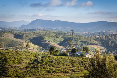 Sri Lanka 'daki çay çiftliği.