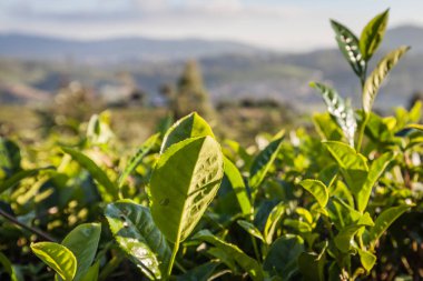 Sri Lanka 'daki çay çiftliği.