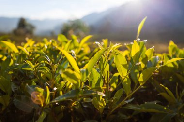 Sri Lanka 'daki çay çiftliği.