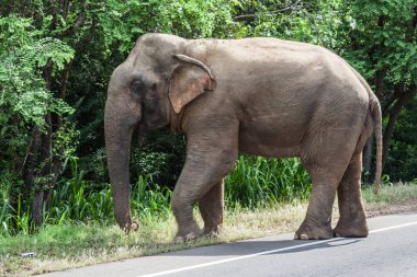 Fil Minneriya Ulusal Park, Sri Lanka