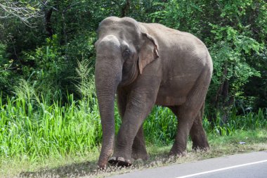 Elephant walks in Minneriya national park, Sri Lanka clipart