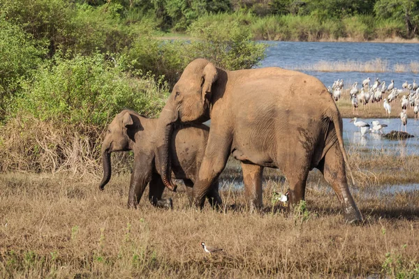 Слоны в национальном парке Миннерия, Шри-Ланка — стоковое фото