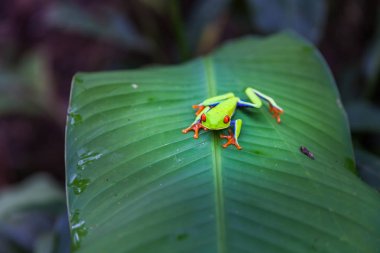 Bıkkın ağaç kurbağası, Kosta Rika yağmur ormanı