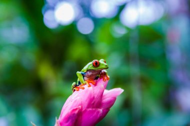 Çiçek, Kosta Rika yağmur ormanı üzerinde kırmızı ağaç kurbağası