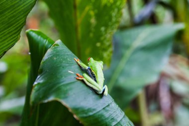 Bıkkın ağaç kurbağası, Kosta Rika yağmur ormanı