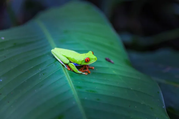 Red-eyed tree frog, Costa Rica rain forest