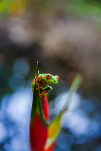 Красноглазый древесный лягушонок на цветке, тропический лес Коста-Рики — стоковое фото