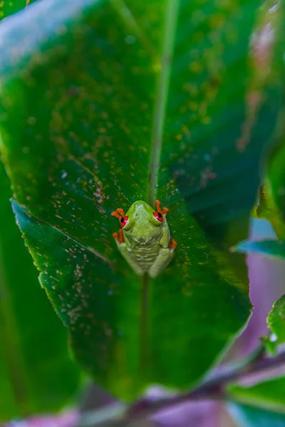 Червоні очі деревна жаба, Коста-Ріка дощовий ліс — стокове фото