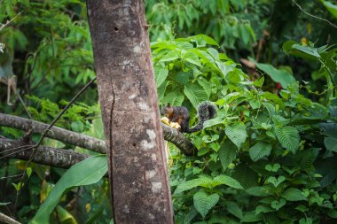 Kırmızı kuyruklu sincap muz, Kosta Rika ile