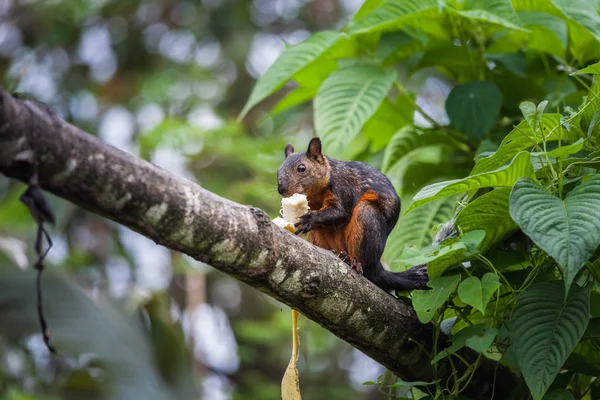 Vörösfarkú mókus banánnal, Costa Rica — Stock Fotó