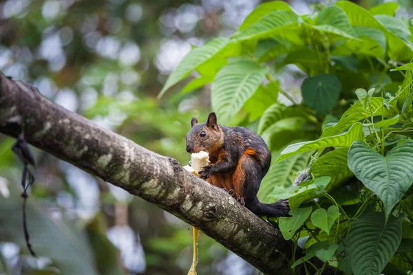 Vörösfarkú mókus banánnal, Costa Rica — Stock Fotó