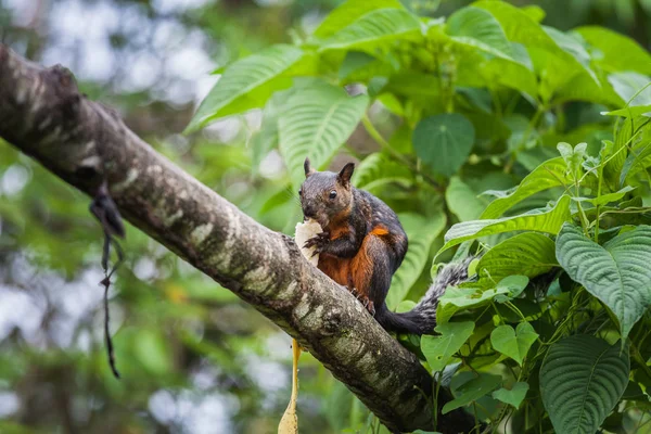 Vörösfarkú mókus banánnal, Costa Rica — Stock Fotó