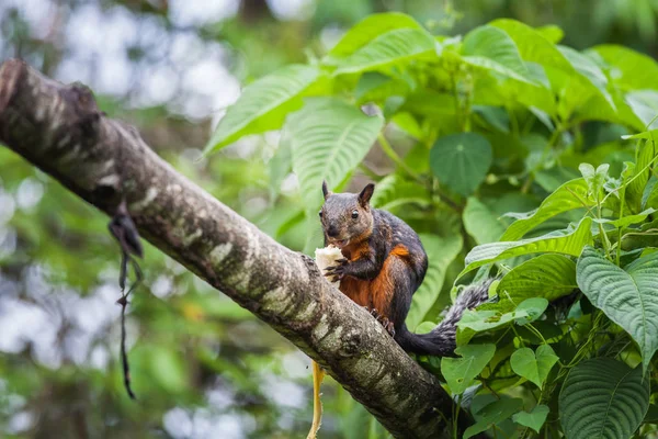 Бразильський білка з бананом, Коста-Ріка — стокове фото