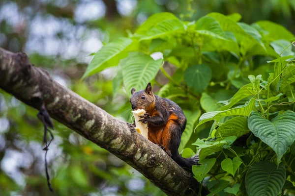 Vörösfarkú mókus banánnal, Costa Rica — Stock Fotó