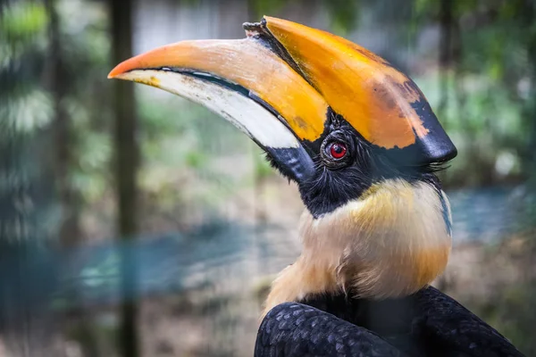 Gran pájaro carey — Foto de Stock