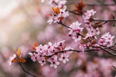 Belçika çiçek açan kiraz