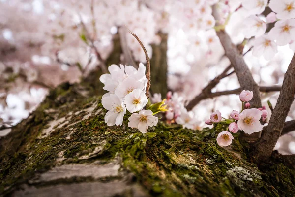 Belçika çiçek açan kiraz