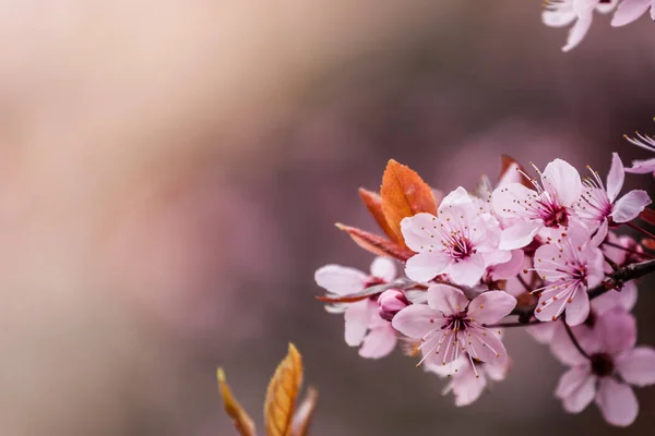 Belçika çiçek açan kiraz